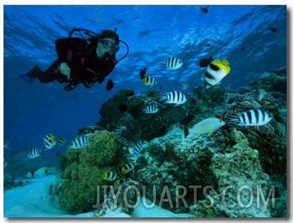 Diver Swimming with Butterfly Fish and Scissor Tail Sergeants