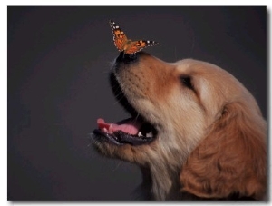 Golden Retriever with Butterfly on His Nose