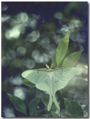 Luna Moth Clings to a Pond Side Chokecherry Tree