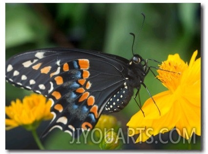 Male Black Swallowtail on Yellow Cosmos, Florida