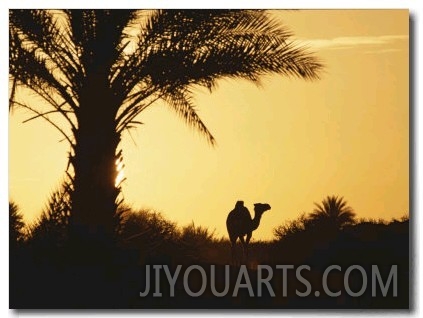 A Dromedary Camel is Silhouetted at Sunset