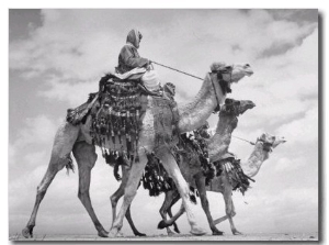 Arab Legionnaries Riding their Camels