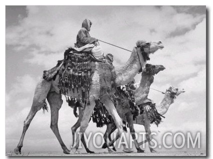 Arab Legionnaries Riding their Camels