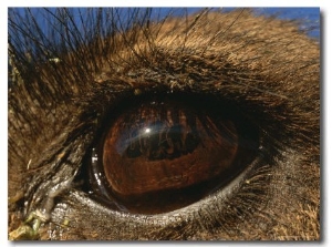 The Photographer Gets a Closeup of a Dromedary Camels Eye in the Sahara