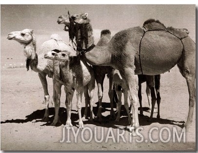 The Sahara Camel, Youngsters Have Black Noses and Later Changes to All Over Creamy White