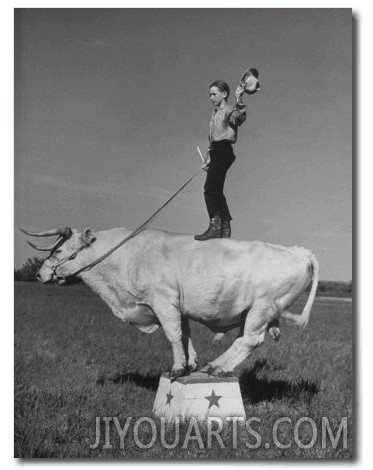 Boy Standing on Shorthorn Bull at White Horse Ranch