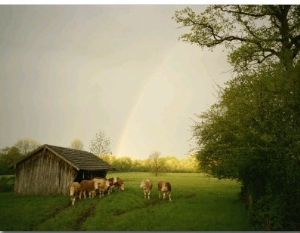 Cattle Gather Outside a Run In Barn in a Lush Pasture