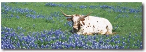 Texas Longhorn Cow Sitting on a Field, Hill County, Texas, USA