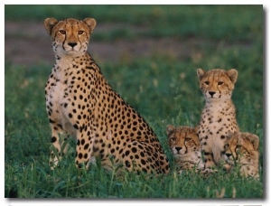 A Portrait of a Female African Cheetah and Her Three Cubs