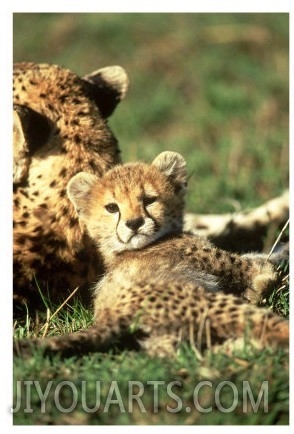 Cheetah, Acinonyx Jubatus Cub Masai Mara Gr, Kenya