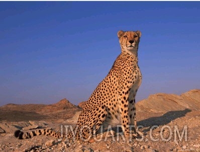 Cheetah, Tsaobis Leopard Park, Namibia