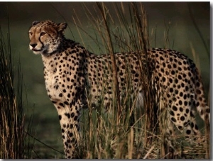 Portrait of an African Cheetah Standing Among Tall Grass