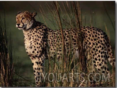 Portrait of an African Cheetah Standing Among Tall Grass