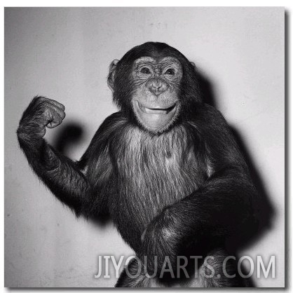 A Chimp, 1955
