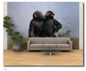A Pair of Orphan Chimpanzees