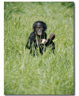 A Young Pygmy Chimpanzee Sits in the Tall Grass