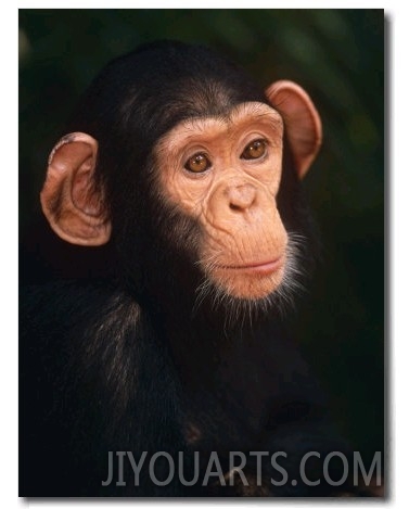 Baby Chimpanzee Portrait, from Central Africa