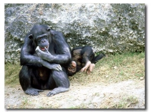 Chimpanzee, Mother & Baby, Zoo Animal