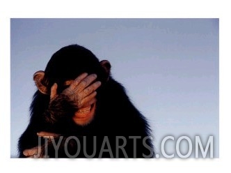 Embarrassed Chimpanzee