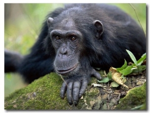 Male Chimpanzee, Gombe National Park, Tanzania, 2002