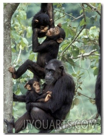 Young Male Chimpanzees Play, Gombe National Park, Tanzania