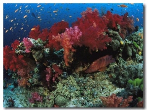 A School of Anthias Fish Swarm Above a Soft Coral Reef Wall