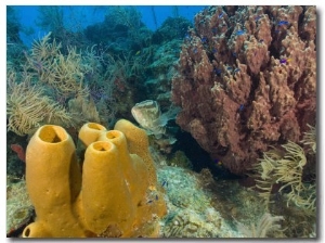 Couple Scuba Diving, Sponge Formations, Half Moon Caye, Barrier Reef, Belize