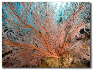 Image of a Large Sea Fan, Also Called Gorgonia Coral, Bali, Indonesia