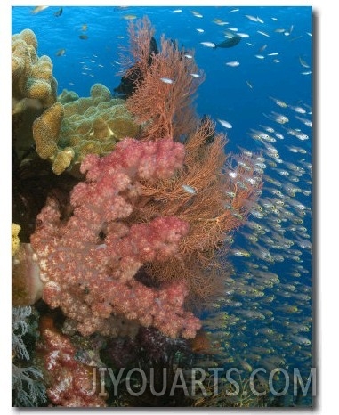 Reef Scene with Alconarian Coral and Schooling Yellow Sweepers, Indonesia