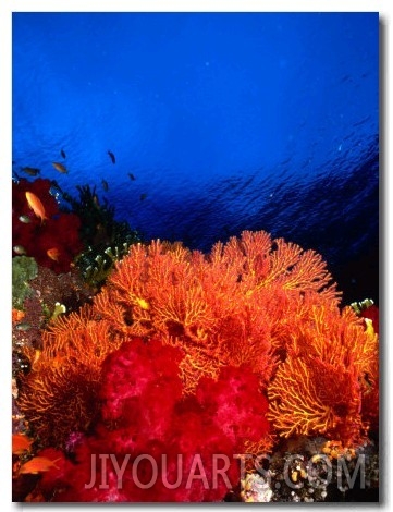 Soft Corals Atop Stillwater