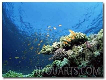Sunlit Reef Top with Hard Corals and Anthias, Red Sea, Egypt, North Africa, Africa