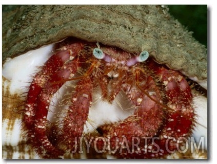 A Close View of a Hermit Crab