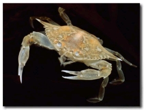 A Juvenile Blue Crab Snapping its Claws in Self Defense