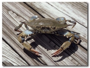 Blue Claw Crab on Dock