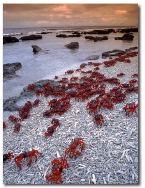 Christmas Island Red Crabs, on the Shore, Indian Ocean, Australia