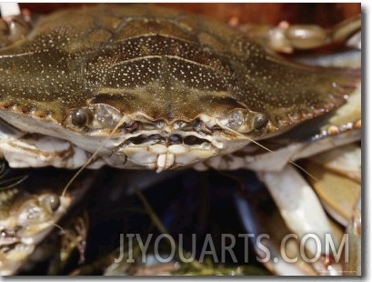 Close View of a Blue Crab