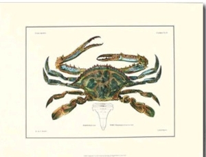 Crustacean I
