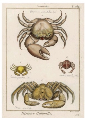 Gecarcinus Anisochele and Other Crabs
