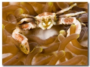 Porcelain Crab in a Sea Anemone, Malapascua Island, Philippines