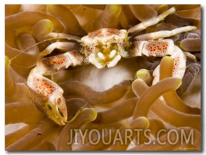 Porcelain Crab in a Sea Anemone, Malapascua Island, Philippines