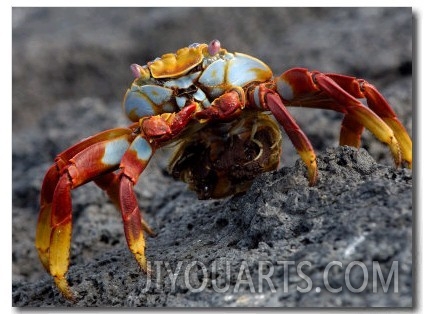 Sally Lightfoot Crab with Egg Sack, Fernandina Island , Galapagos Islands, Ecuador