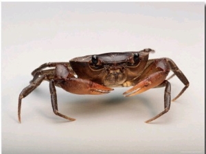 This Land Crab Lives in Leaf Litter
