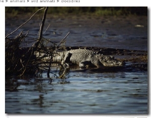 A Crocodile Lazes on a Sandbar