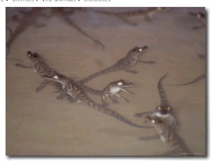 A Group of Newly Hatched Crocodiles