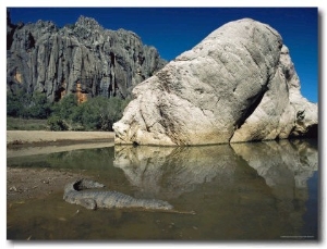 A Johnstons Crocodile at the Waters Edge