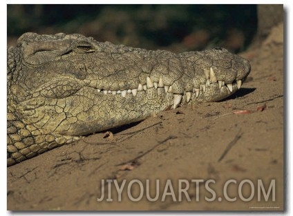 A Nile Crocodile Rests on Land