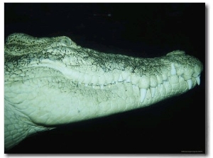 A Saltwater Crocodile Swims Through the Dark Water