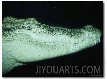 A Saltwater Crocodile Swims Through the Dark Water