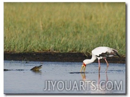 A Yellow Billed Stork Forages in Shallow Water Near a Small Nile Crocodile