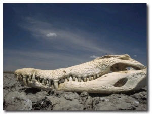 An Orinoco Crocodile Skull Bleached White Sits on a Rocky Shore